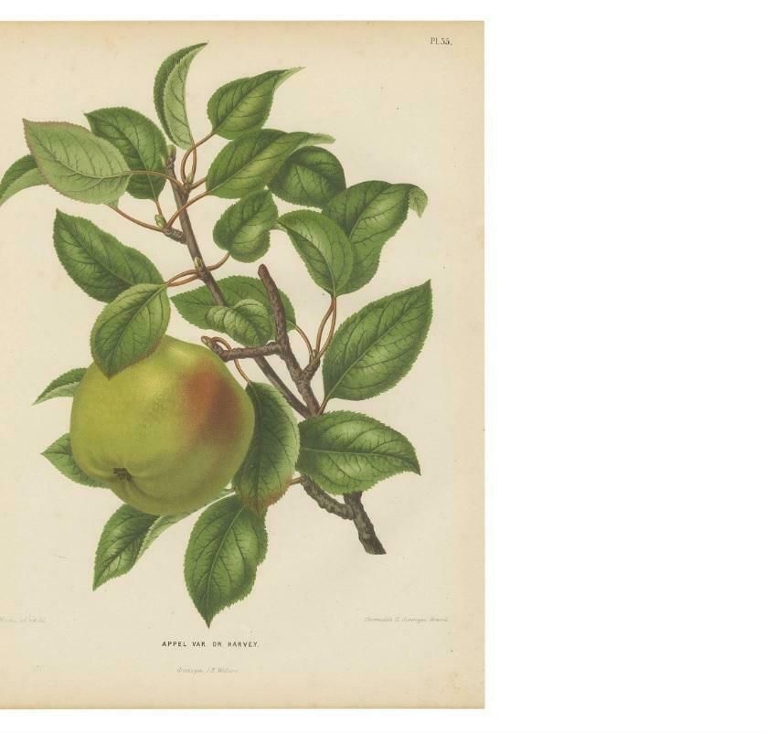 Antique Print Of The Harvey Apple By G. Severeyns, 1876 photo for sale