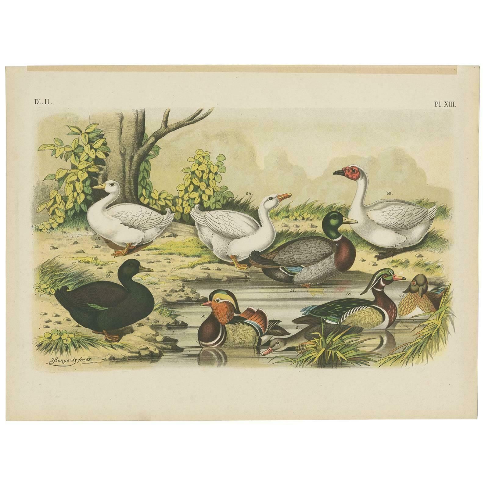 Antique Bird Print Of The Mandarin Duck, Mallard And Wild Duck (1886)