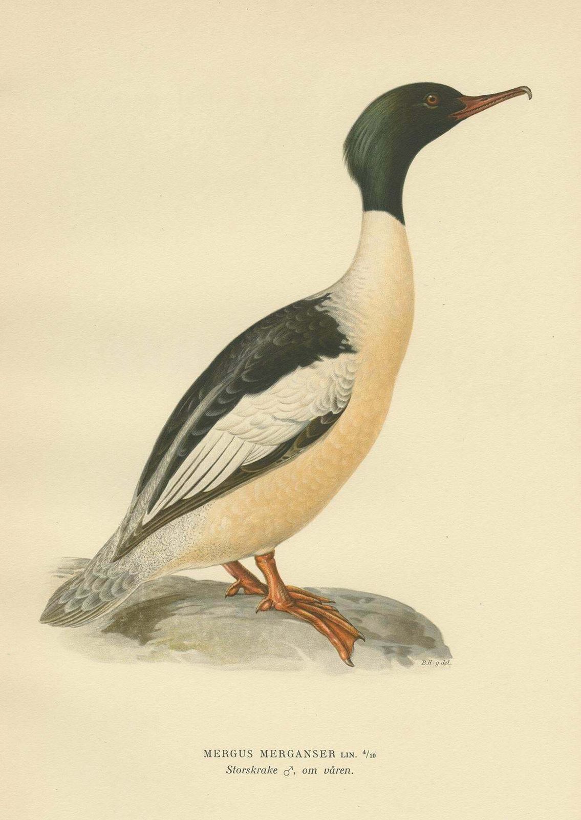 Antique Bird Print Of The Common Merganser By Von Wright '1929' photo Art
