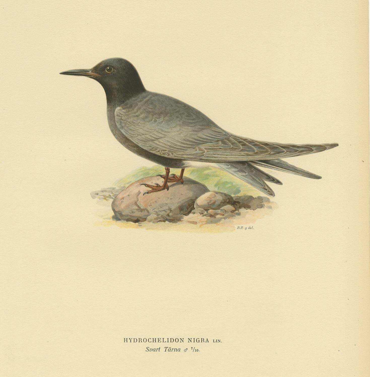 Antique Bird Print Of The Black Tern By Von Wright, 1917 photo for sale