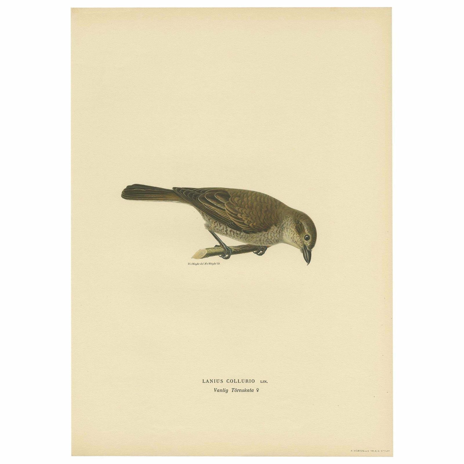 Antique Bird Print Of The Red Backed Shrike By Von Wright '1927'