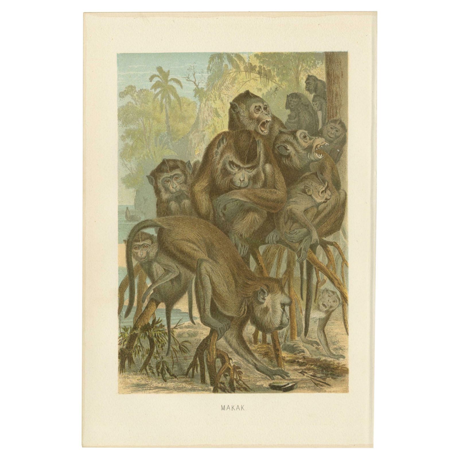 Antique Print Of Macaque Monkeys By Brehm 'C.1890'