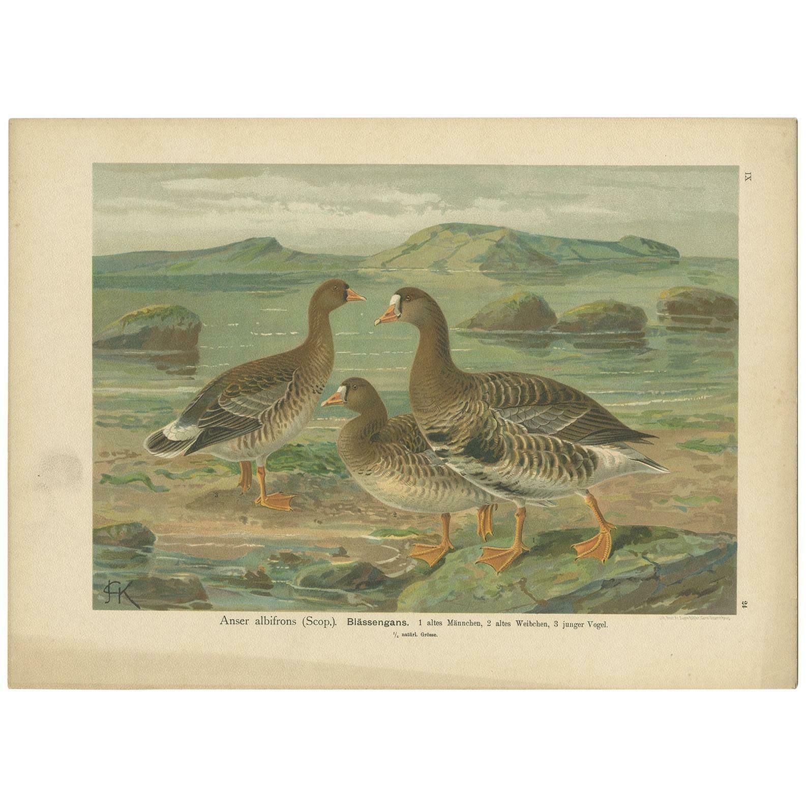 Antique Bird Print Of The Greater White Fronted Goose By Naumann, Circa 1895