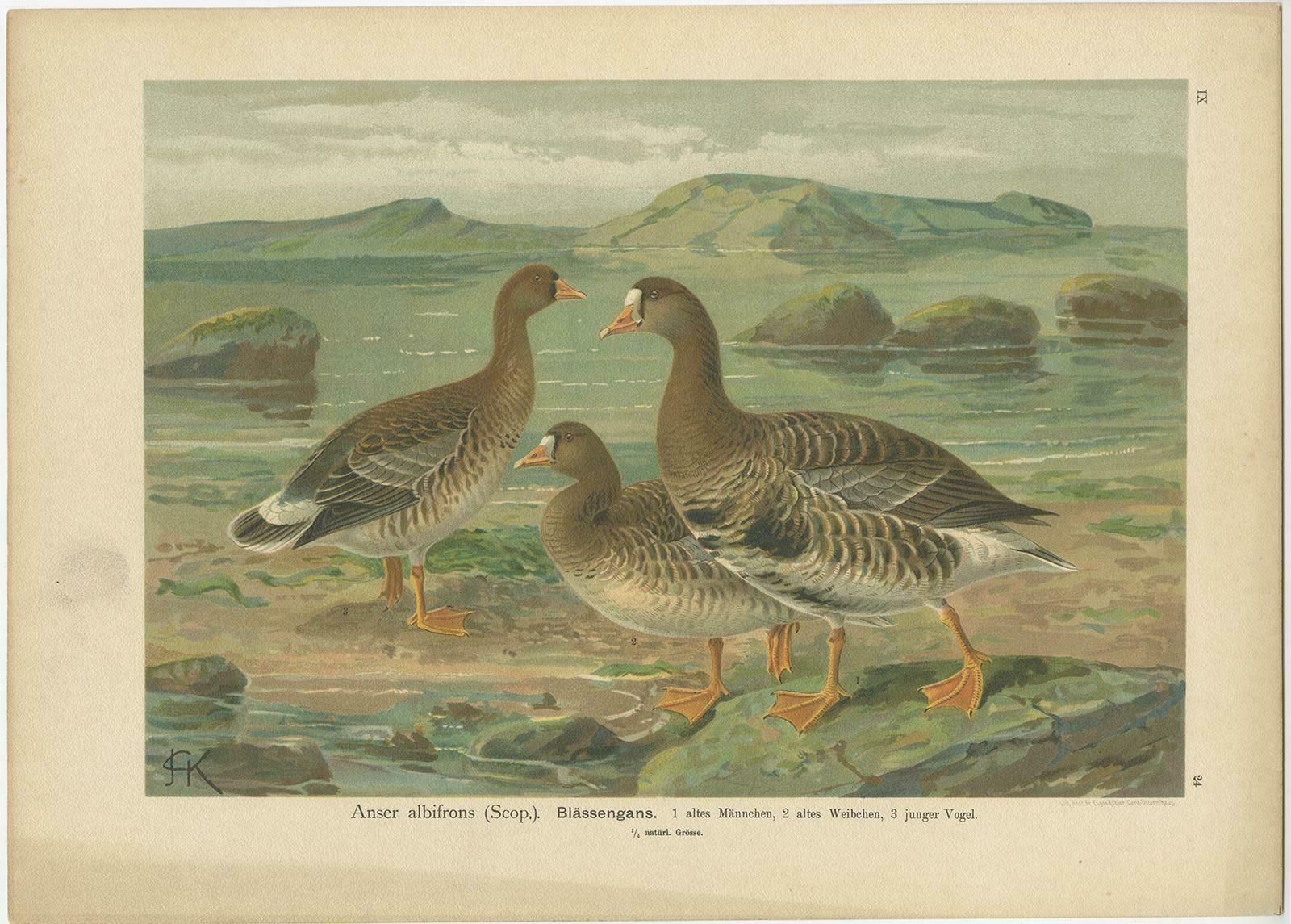 Antique Bird Print Of The Greater White Fronted Goose By Naumann, Circa 1895 photo Art
