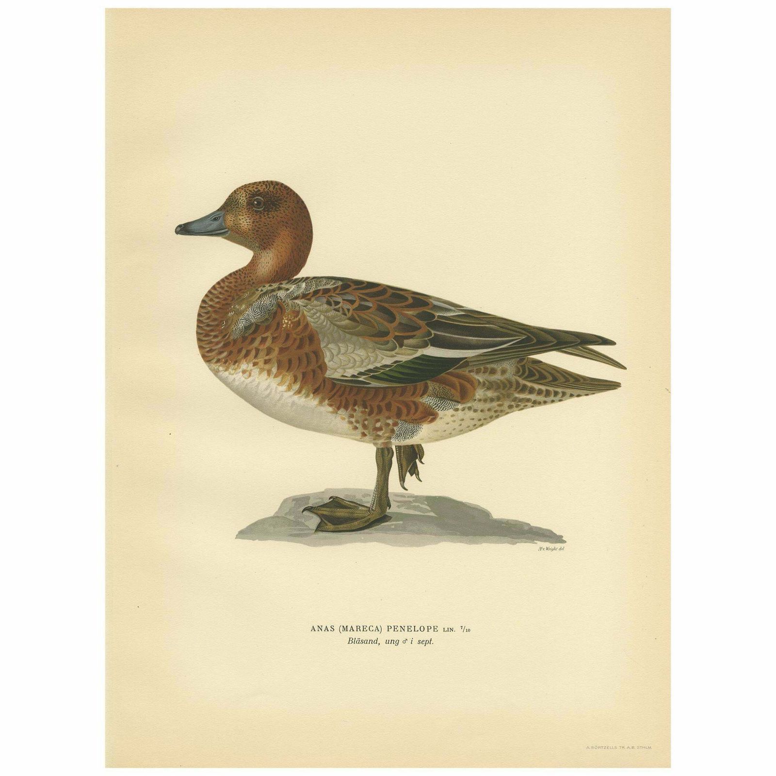 Antique Bird Print Of A Young Eurasian Wigeon By Von Wright '1929'
