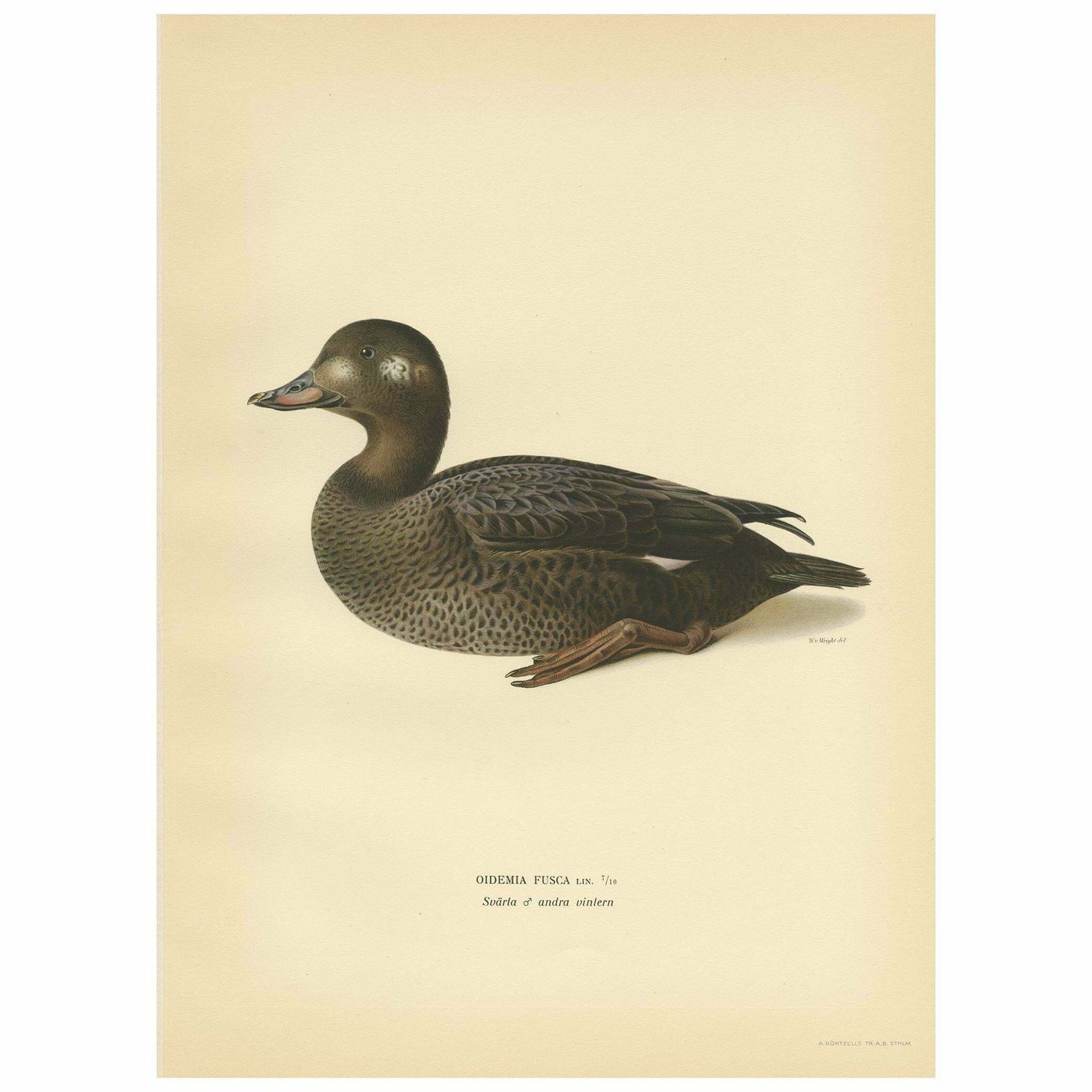 Antique Bird Print Of A Young Velvet Scoter By Von Wright '1929'