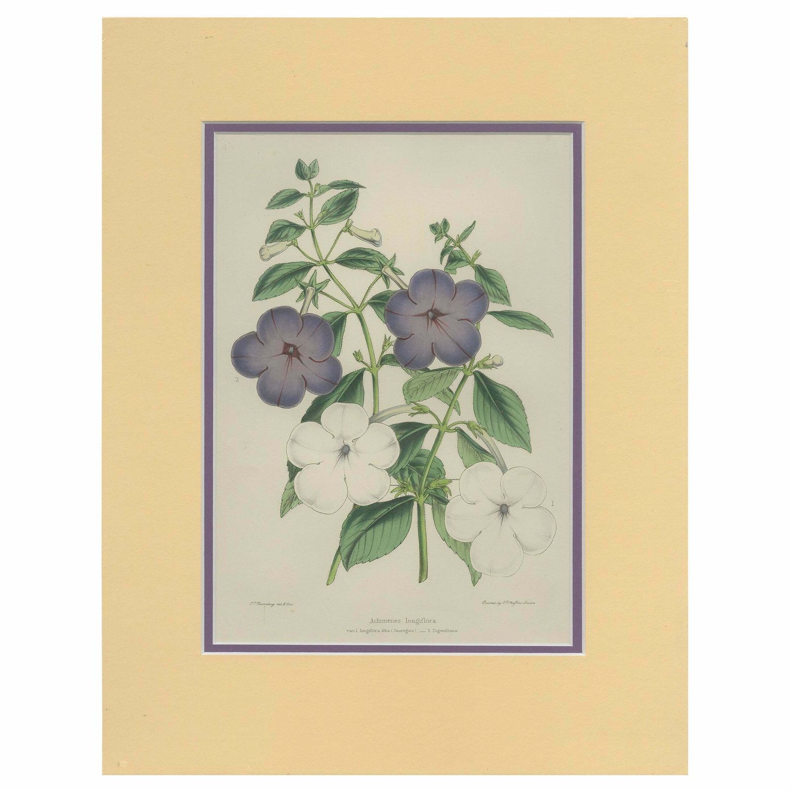 Botanical Beauty: Antique Print Of Achimenes Longiflora From 1850