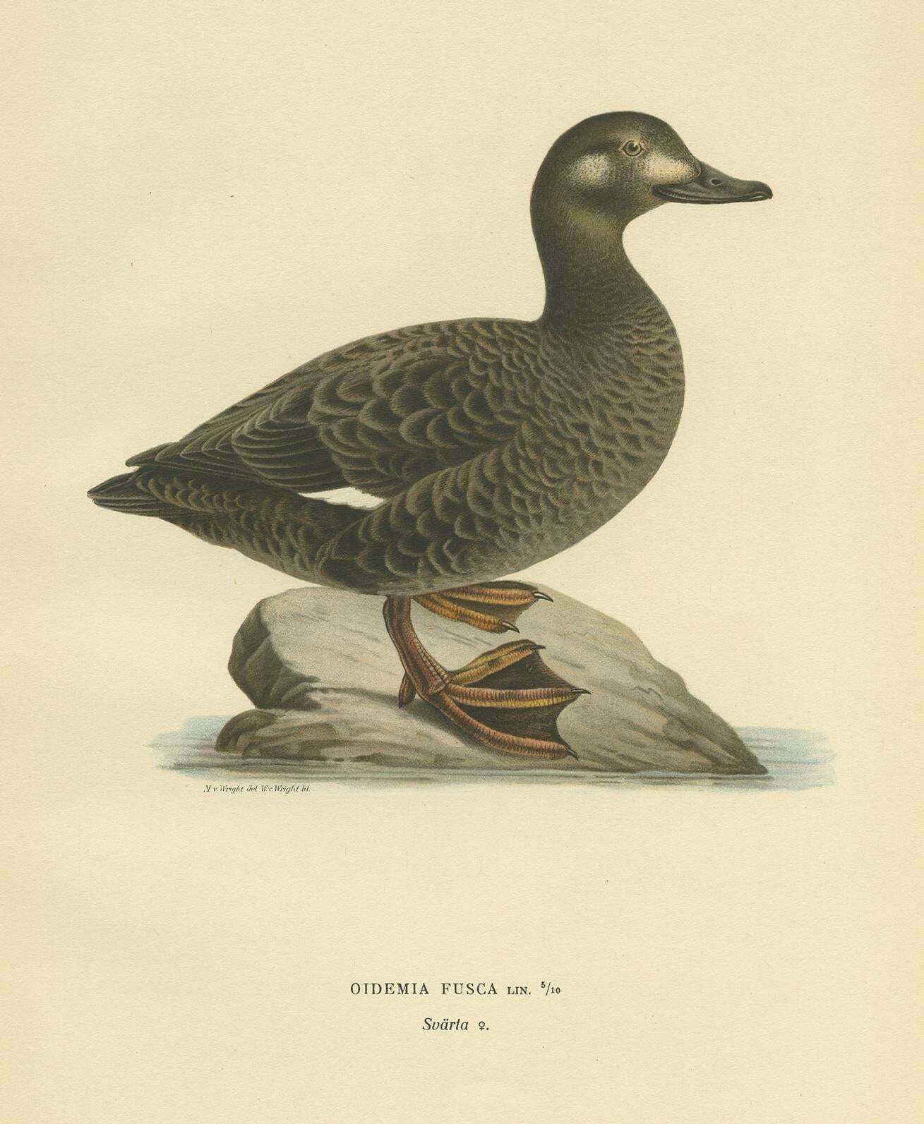 Antique Bird Print Of The Velvet Scoter By Von Wright '1929' photo for sale