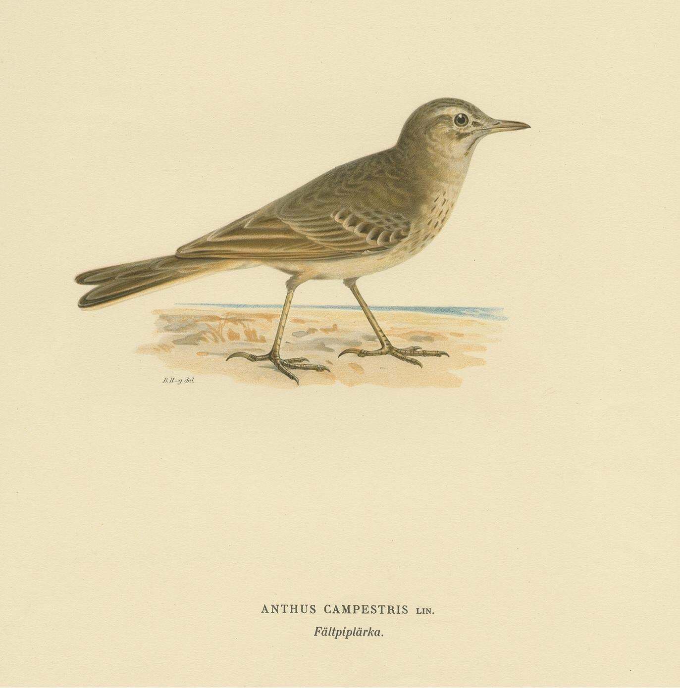 Antique Bird Print Of The Tawny Pipit By Von Wright '1927' photo for sale