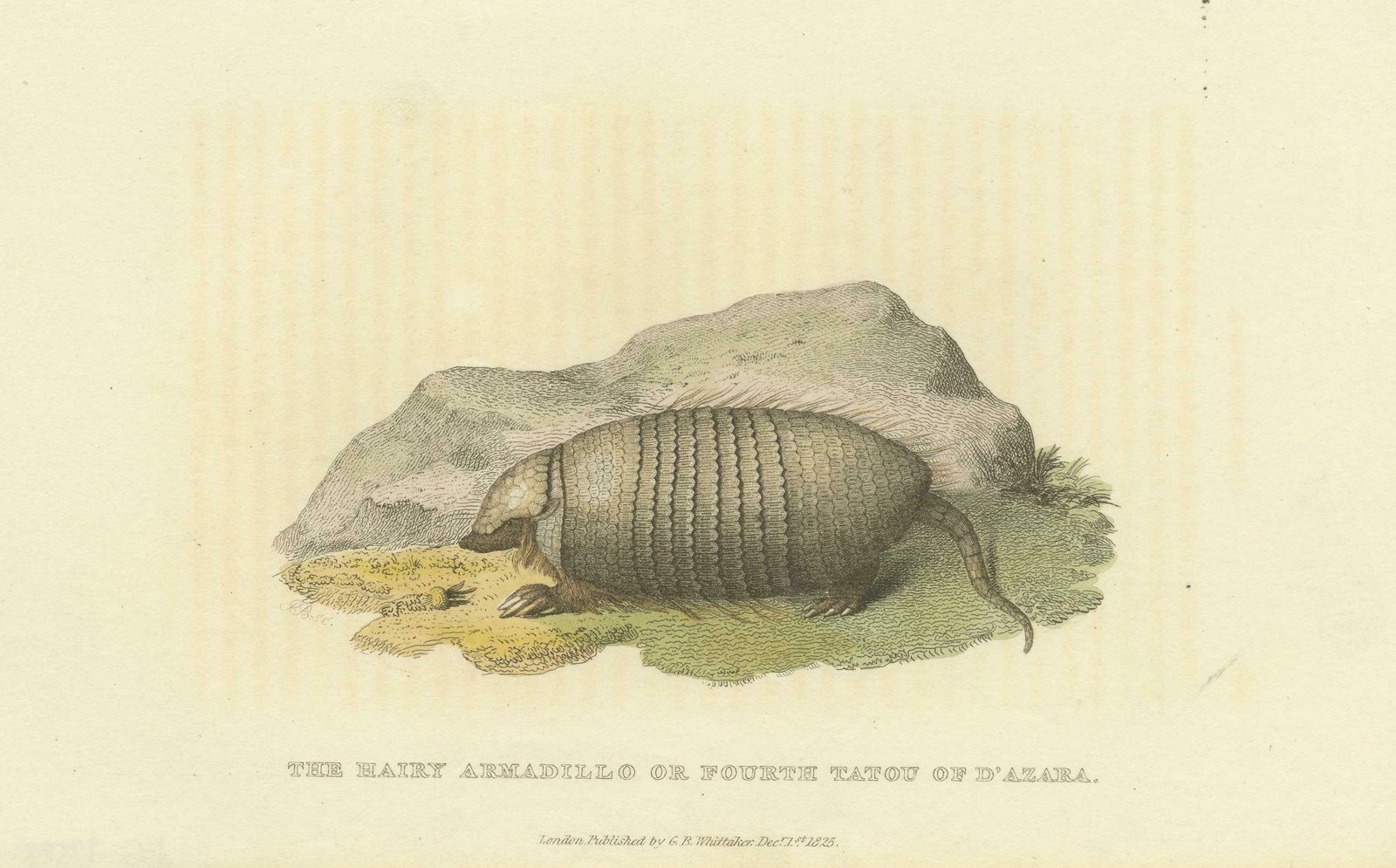 An Original 1825 Illustration Of The Large Hairy Armadillo By G.B. Whittaker photo Art