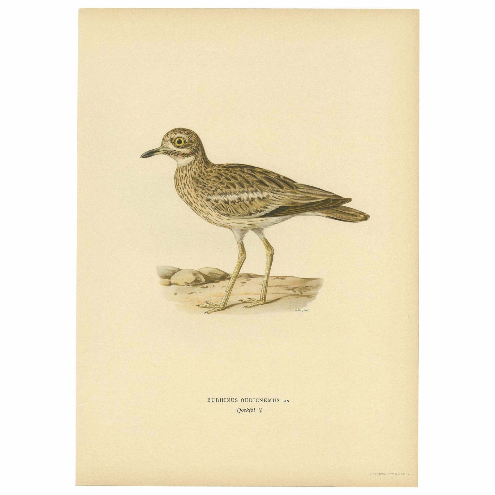 Antique Bird Print Of The Eurasian Stone Curlew By Von Wright, 1927