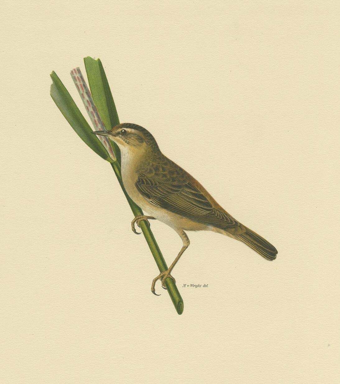 Antique Bird Print Of The Sedge Warbler By Von Wright '1927' photo for sale