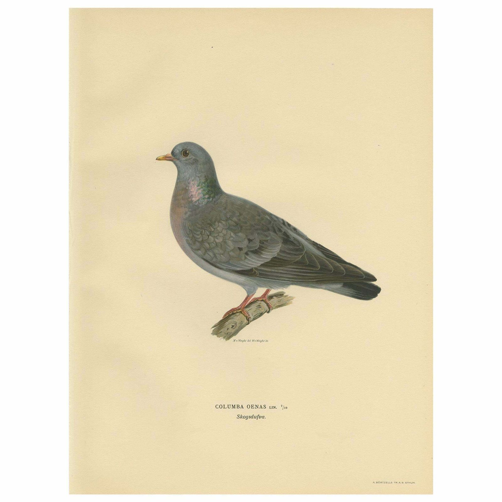 Antique Bird Print Of The Stock Dove By Von Wright, 1929