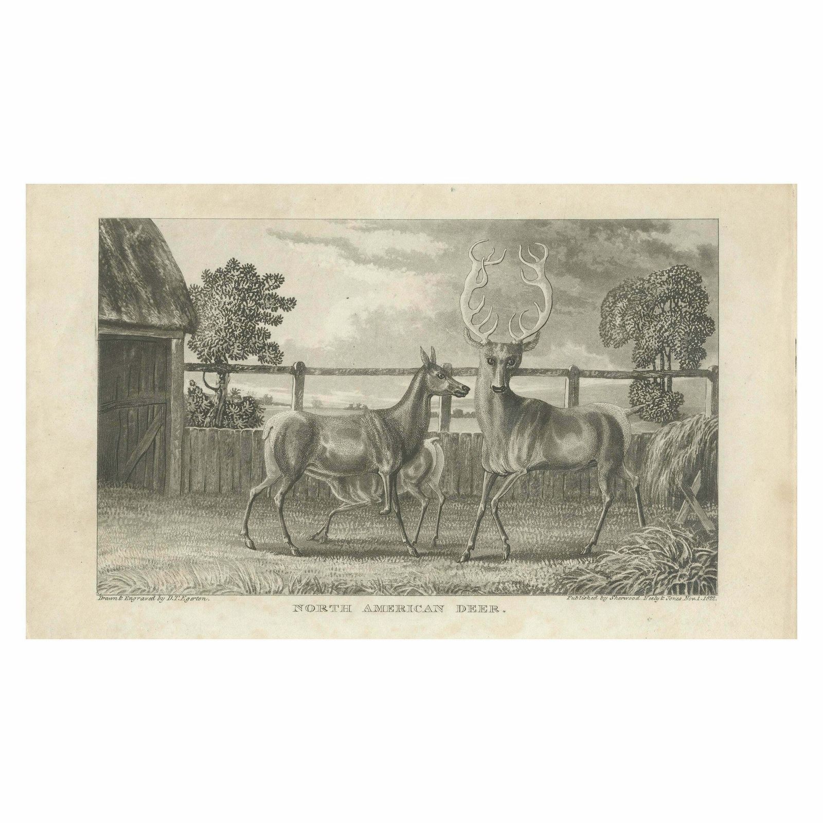 Antique Print Of Deer By Egerton '1882'