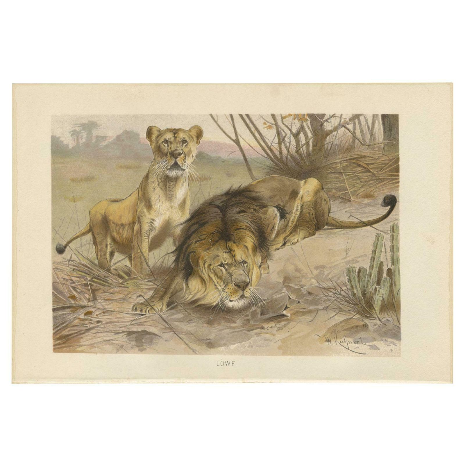 Antique Print Of Lions By Brehm 'C.1890'