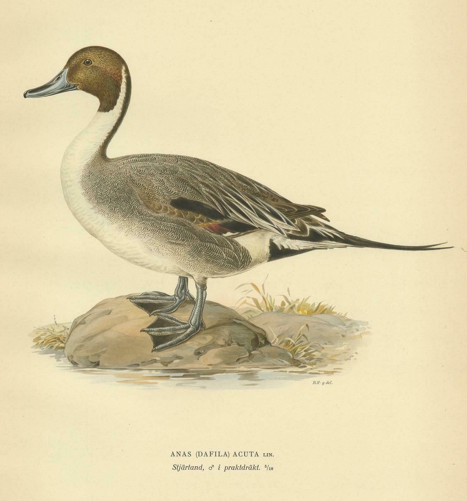 Antique Bird Print Of The Northern Pintail By Von Wright '1929' photo furniture