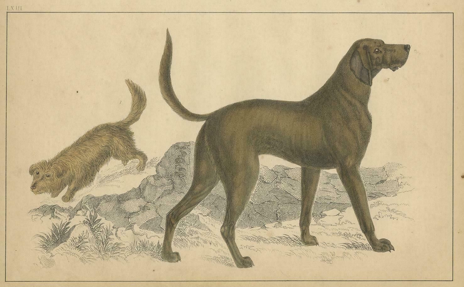 Antique Print Of A Skye Terrier And Bloodhound By Fullarton, Circa 1850 photo for sale