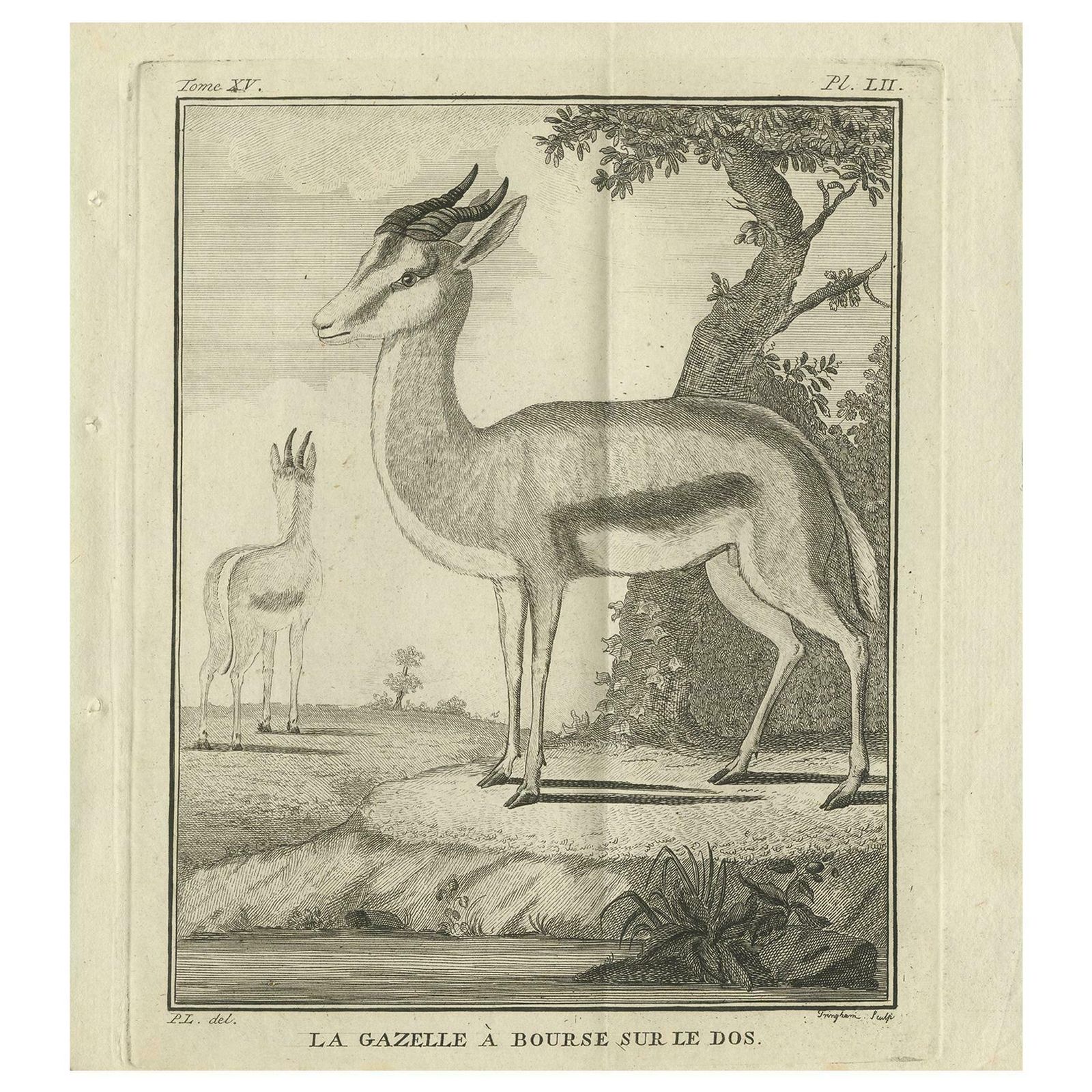 Pl. 52 Antique Print Of A Gazelle Species By Buffon 'Circa 1770'