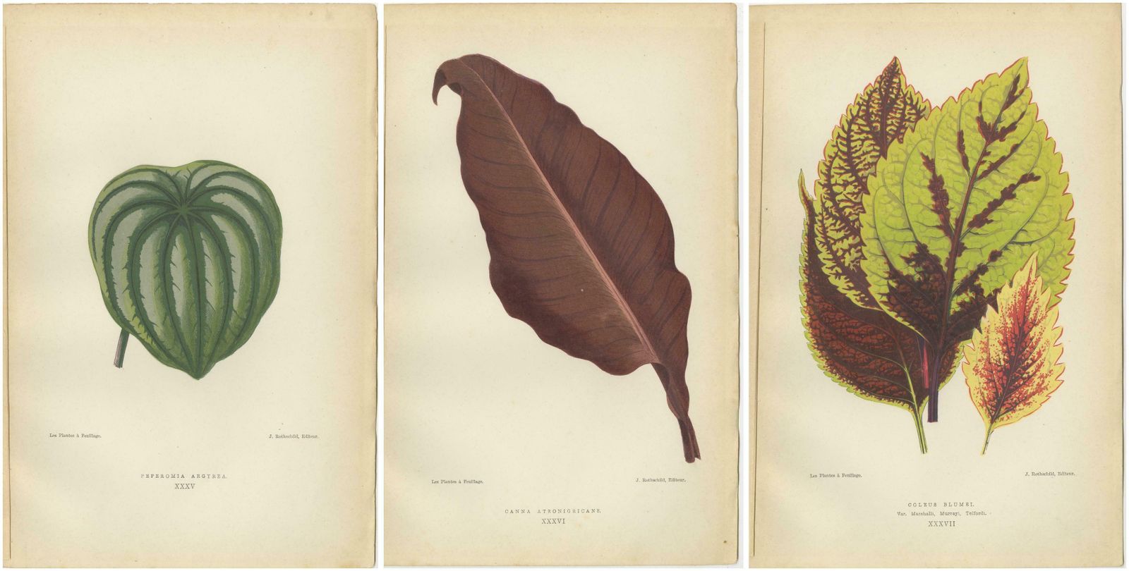 Heritage Botanicals: A Triptych Of 1880 Parisian Flora photo 262.0
