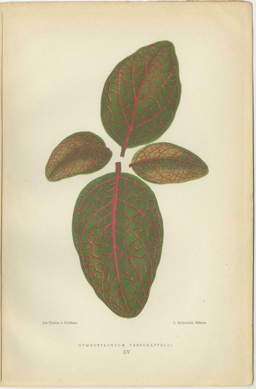 Botanical Elegance: Masterpieces Of Victorian Horticulture, Published In 1880 photo for sale