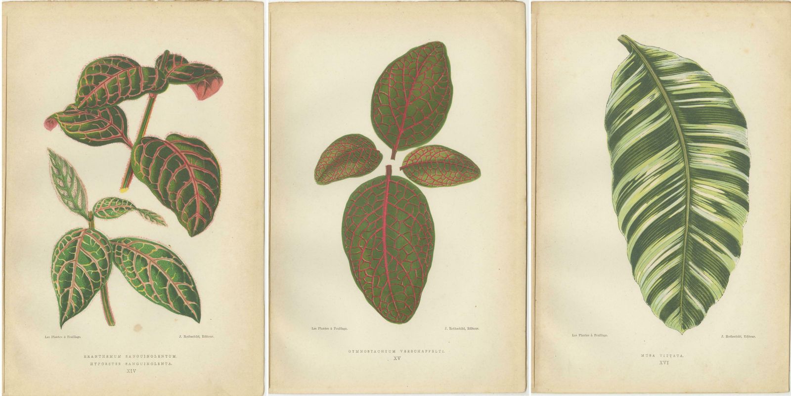 Botanical Elegance: Masterpieces Of Victorian Horticulture, Published In 1880 photo 262.0