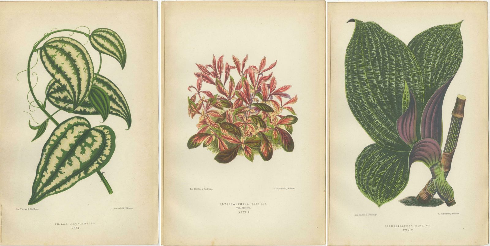 Verdant Splendor: Botanical Illustrations Of Foliage From 1880 photo 262.0