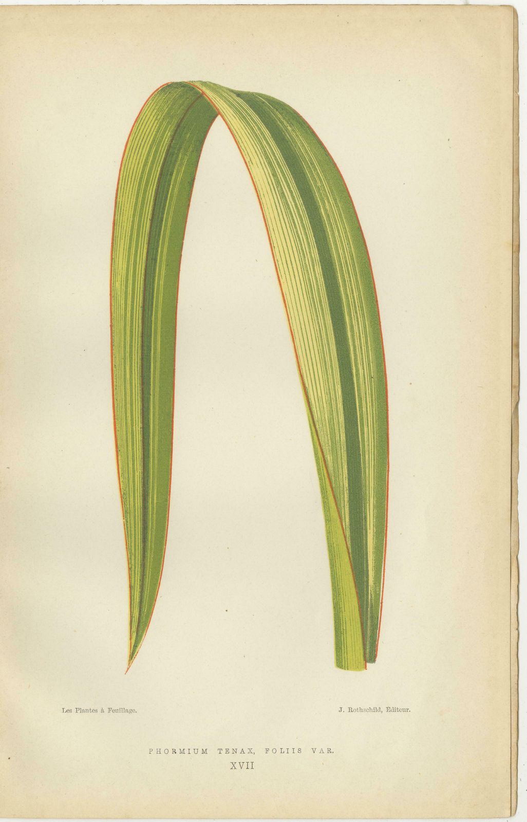 Variegated Elegance: A Collection Of 19th Century Botanical Prints photo furniture