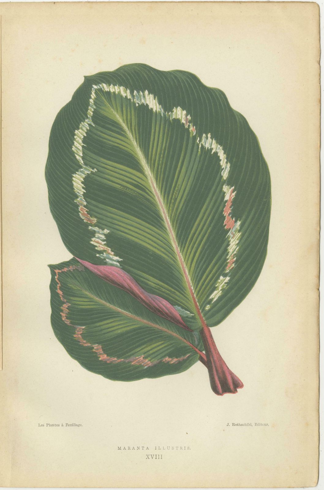 Variegated Elegance: A Collection Of 19th Century Botanical Prints photo for sale