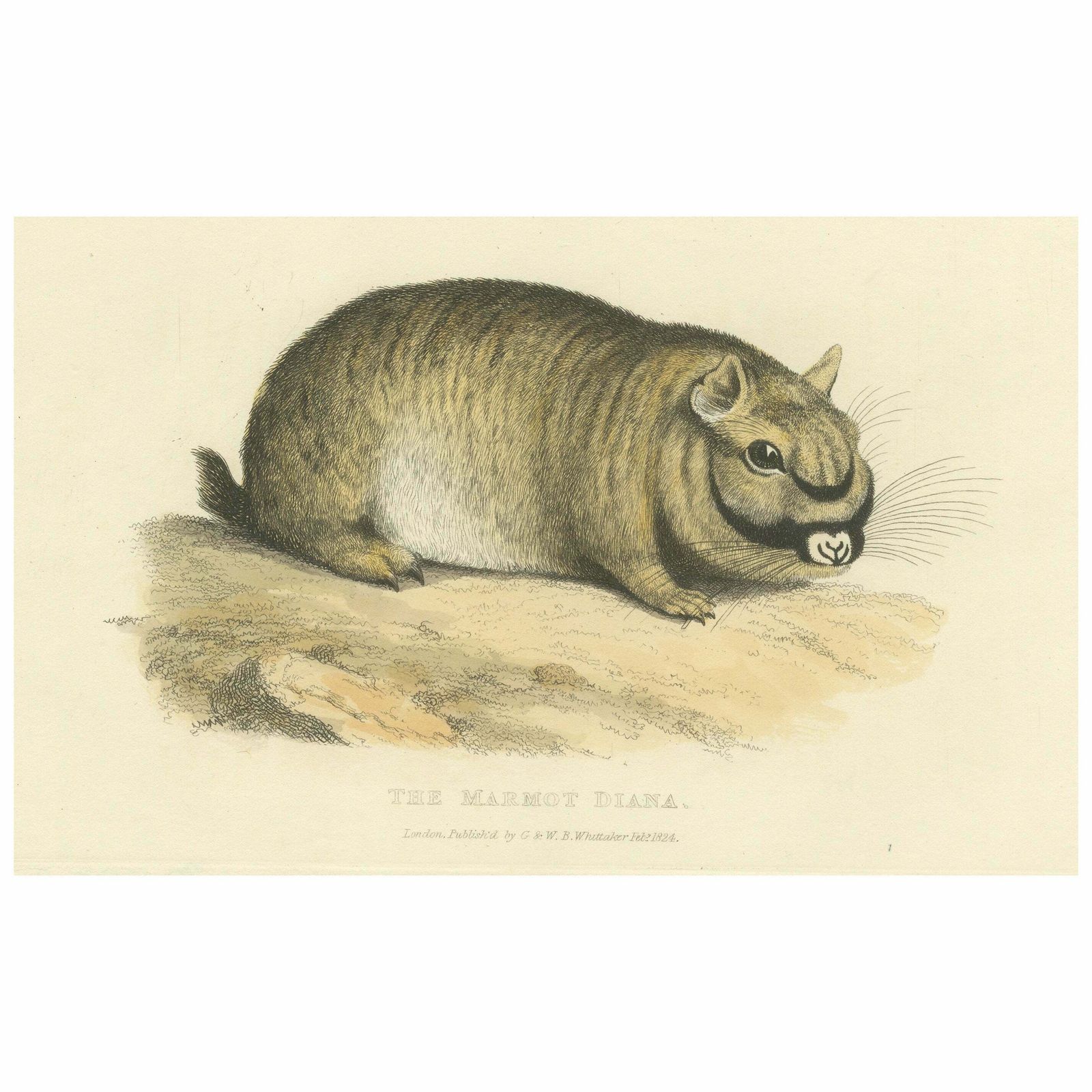 Original Antique Print Of Marmot Diana, An Unknown Variety Of A Groundhog, 1824 photo 208.0