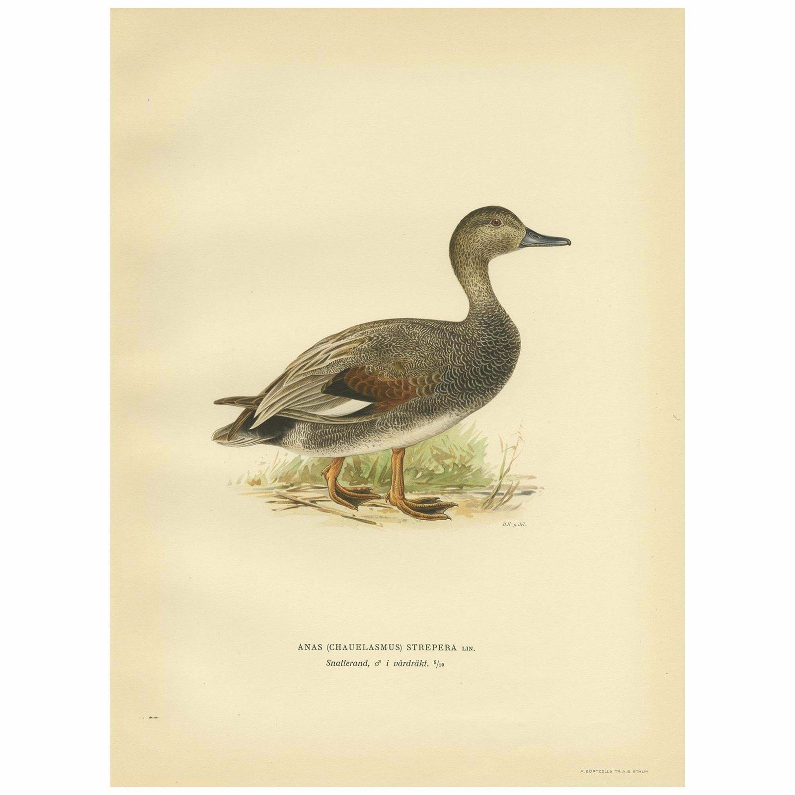 Antique Bird Print Of The Gadwell By Von Wright '1929'