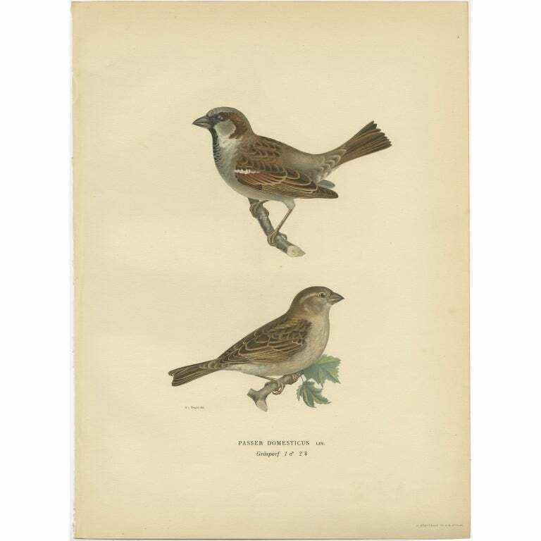 Antique Bird Print Of The House Sparrow By Von Wright, 1927