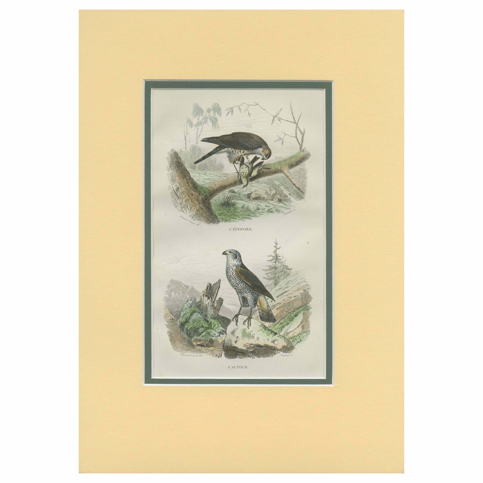 Antique Bird Print Of A Sparrowhawk And A Goshawk By Fournier 'C.1835' £87.24