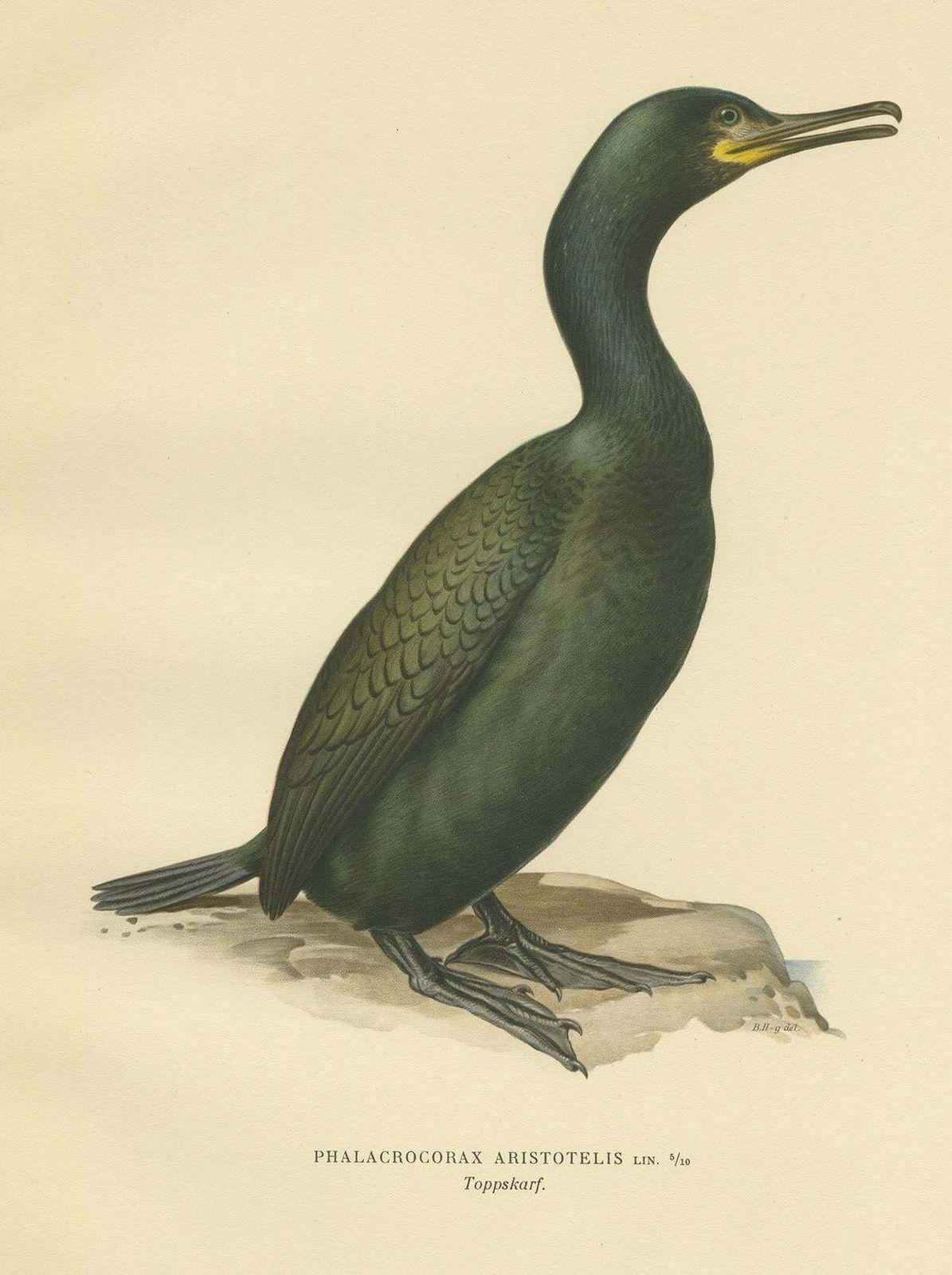 Antique Bird Print Of The European Shag By Von Wright, '1929' photo Art