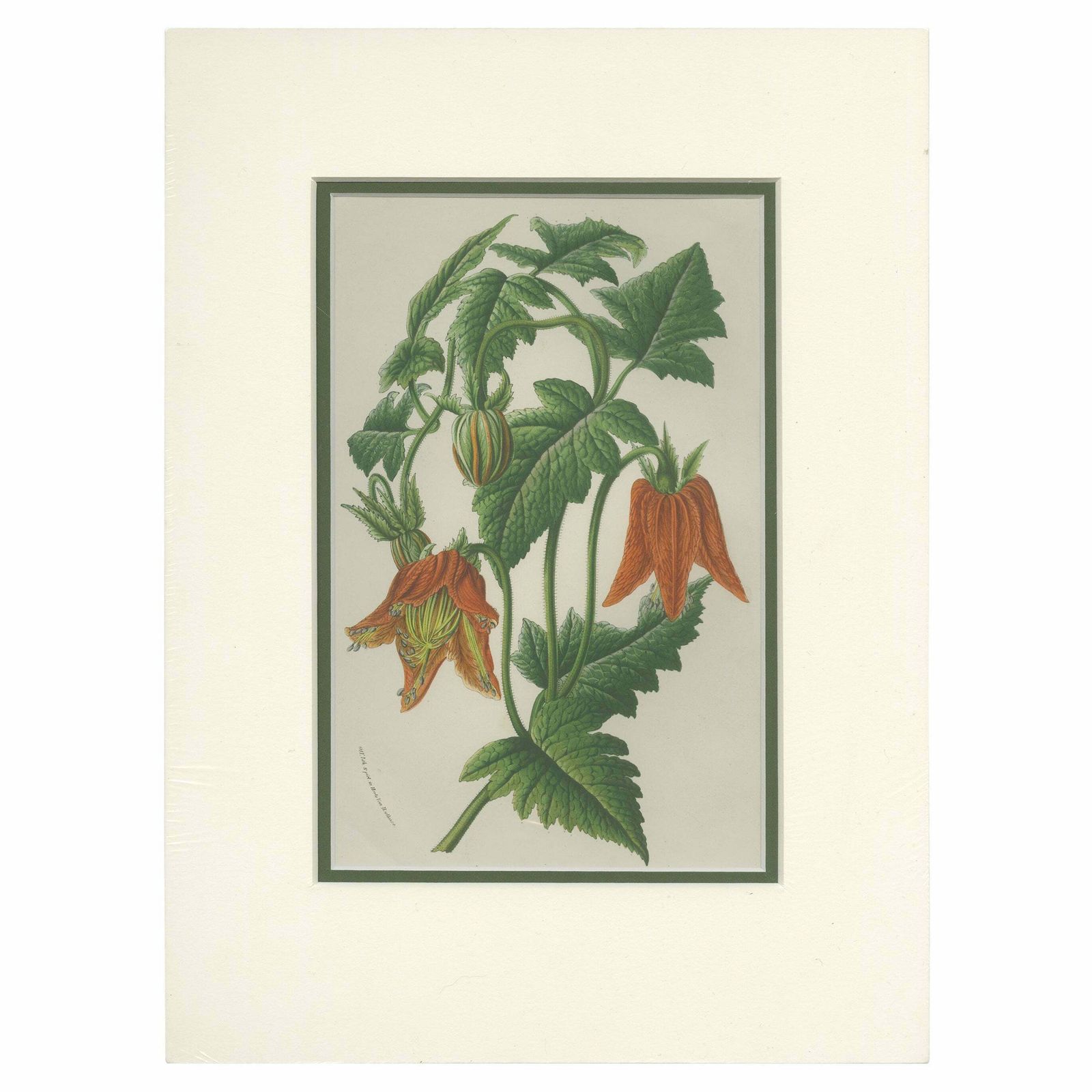 Antique Botany Print Of The Illairea Canarinoides By Van Houtte 'C.1845'