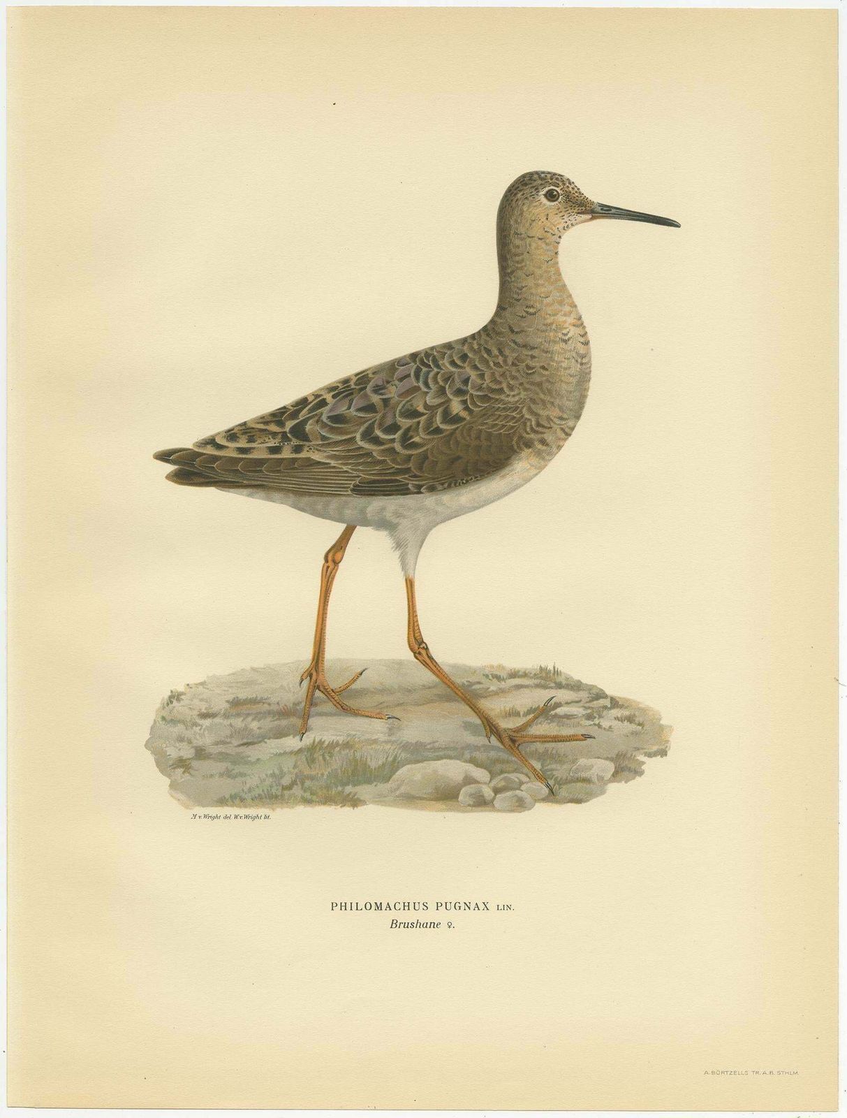 Antique Bird Print Of The Ruff By Von Wright, 1929 photo for sale