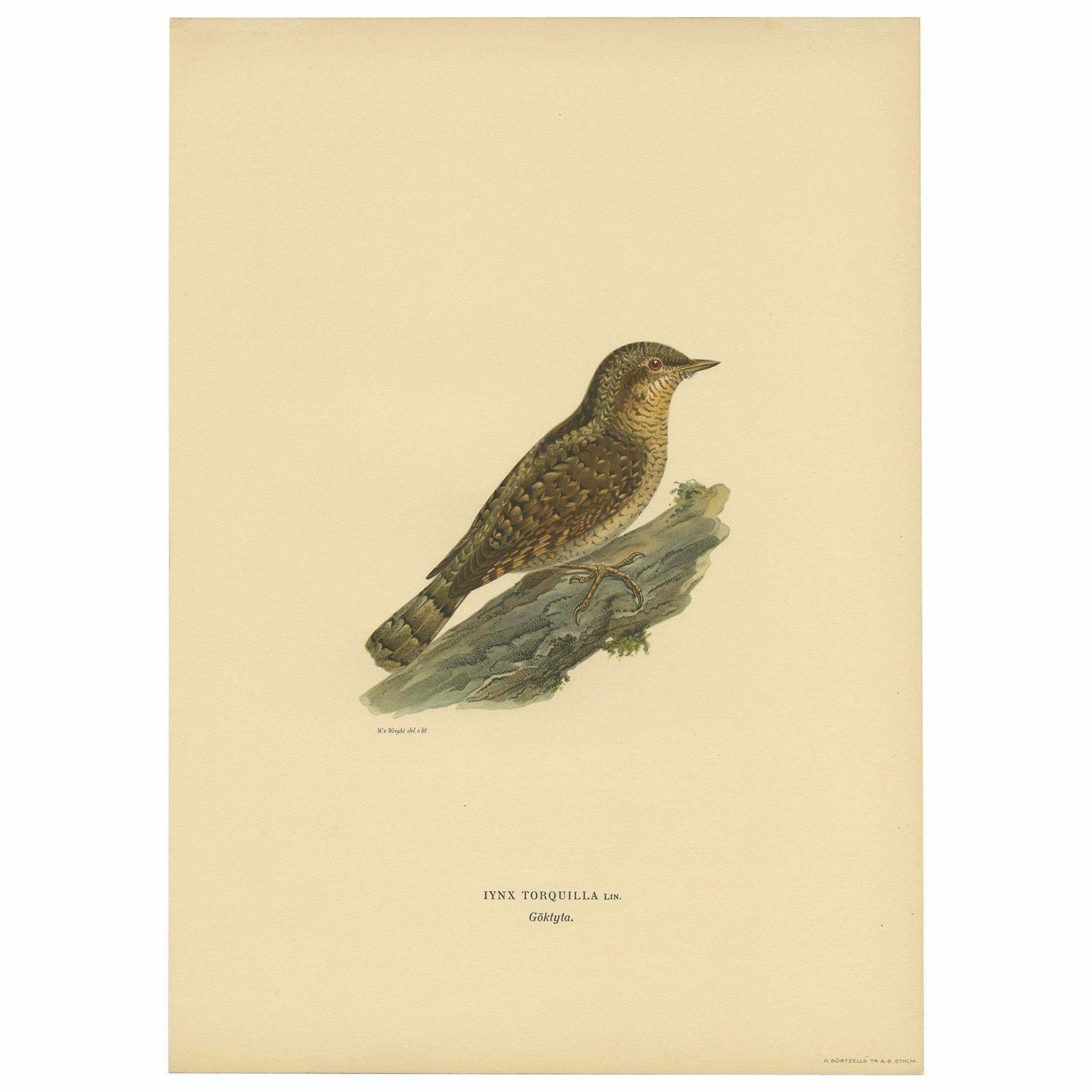 Antique Bird Print Of The Eurasian Wryneck By Von Wright, 1927
