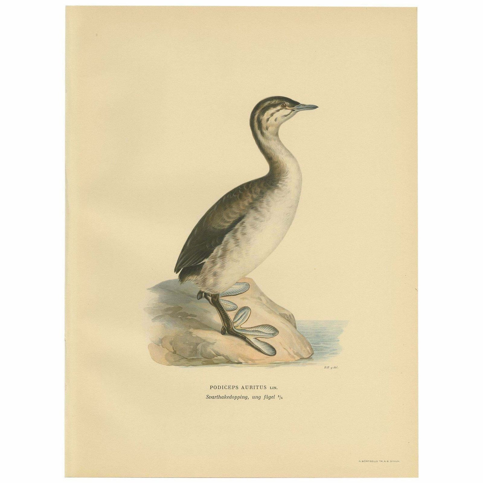 Antique Bird Print Of A Young Horned Grebe By Von Wright '1929'