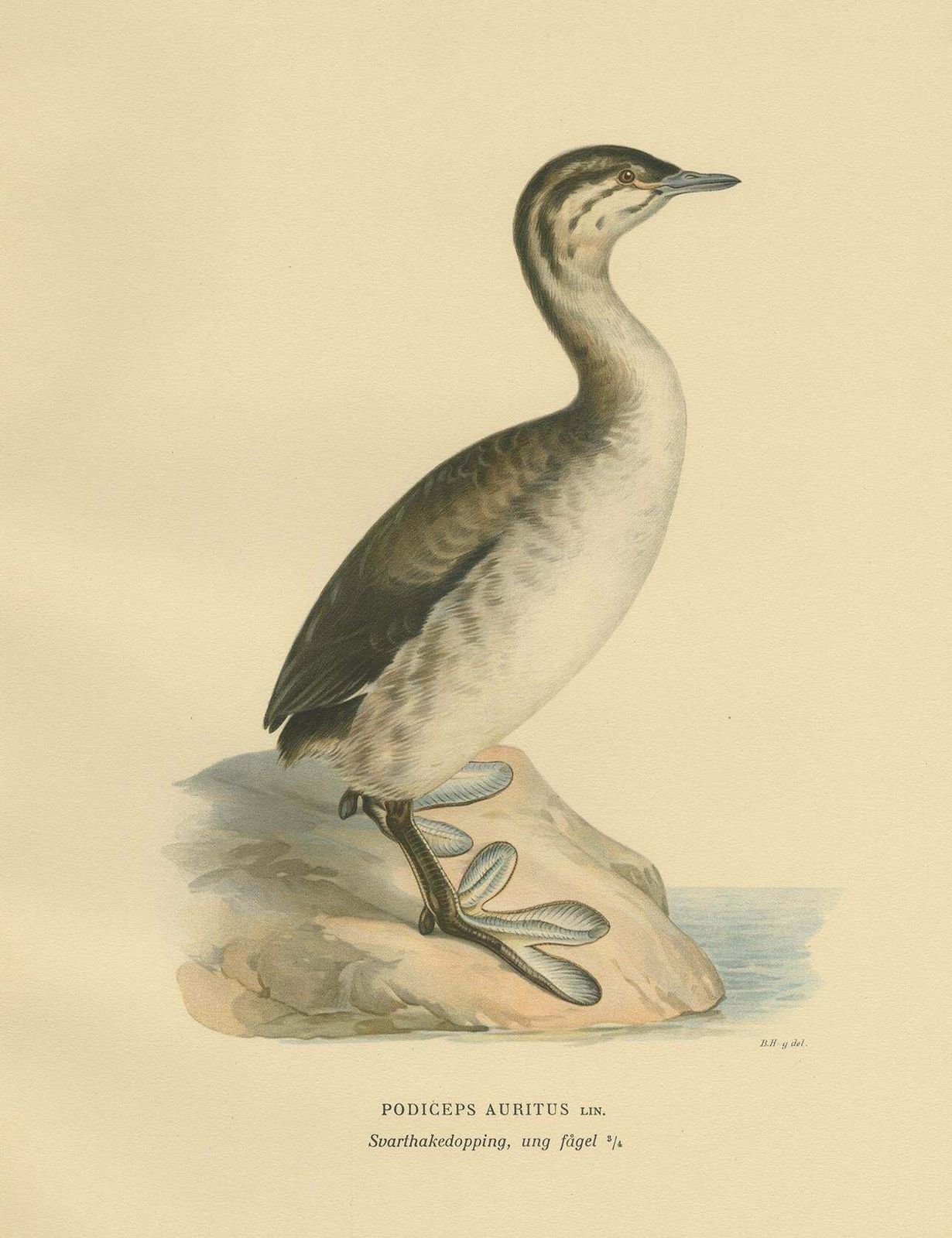 Antique Bird Print Of A Young Horned Grebe By Von Wright '1929' photo Art