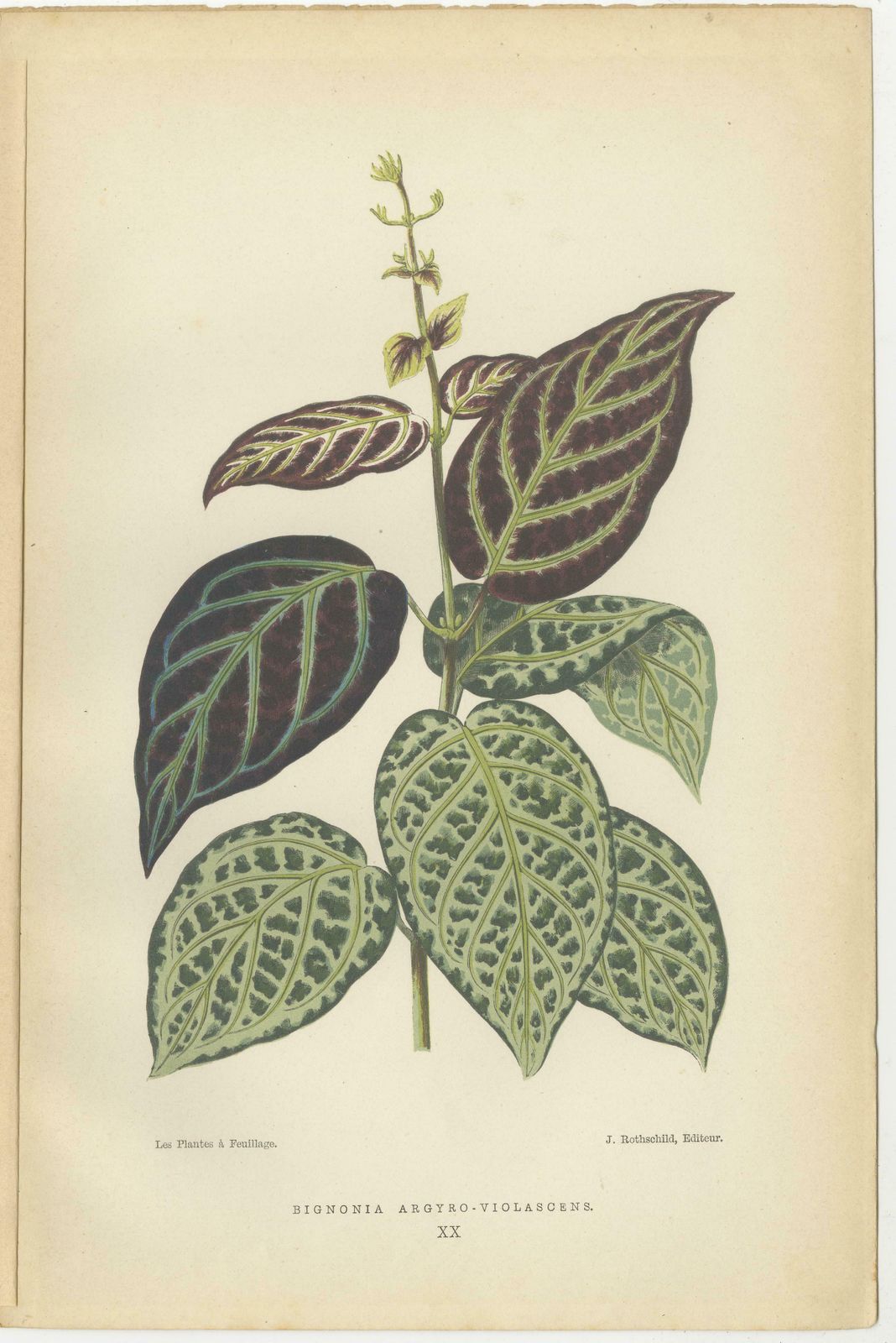 Verdant Variations: A Triptych Of 19th Century Botanical Elegance, 1880 photo furniture