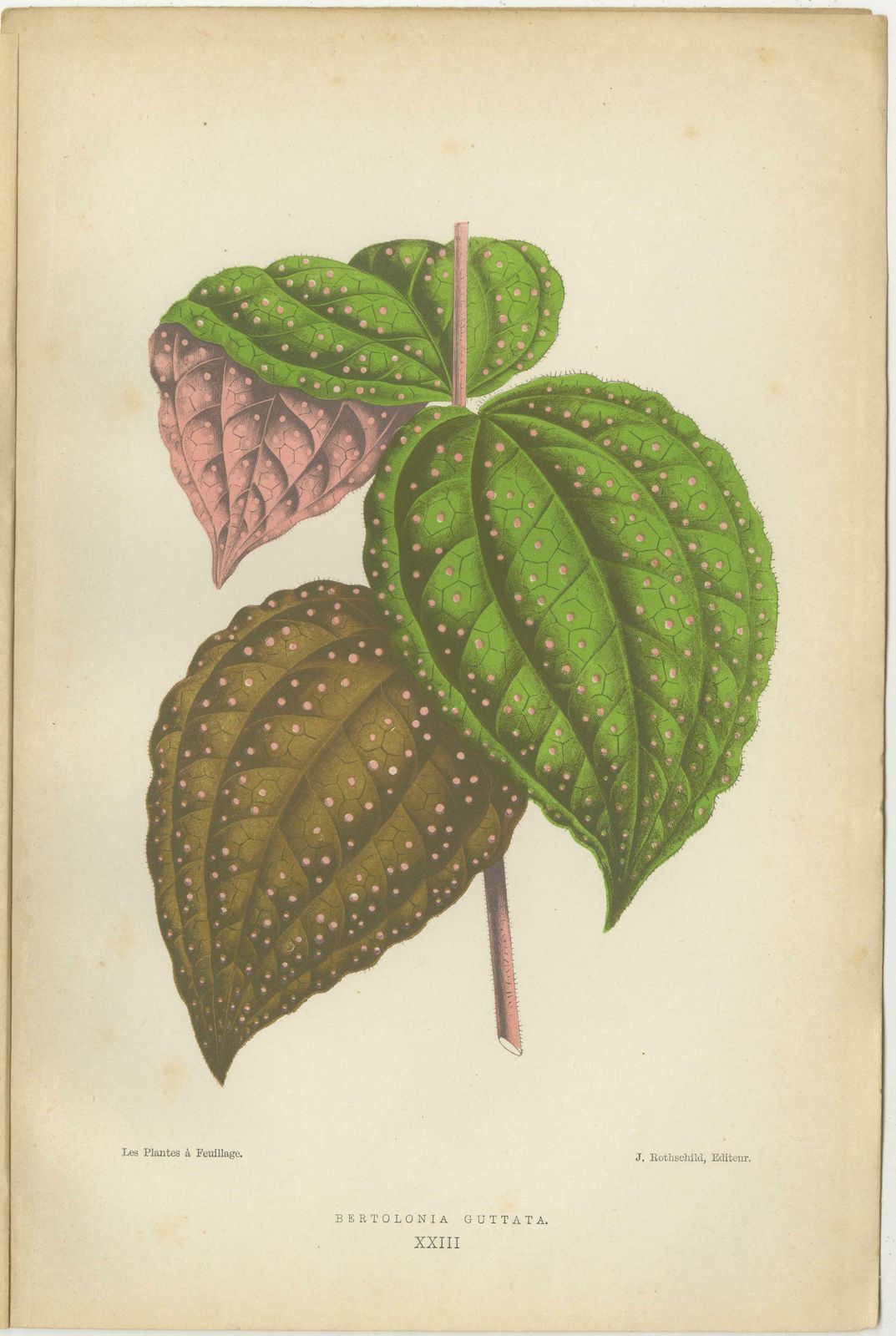 Verdant Variations: A Triptych Of 19th Century Botanical Elegance, 1880 photo Art