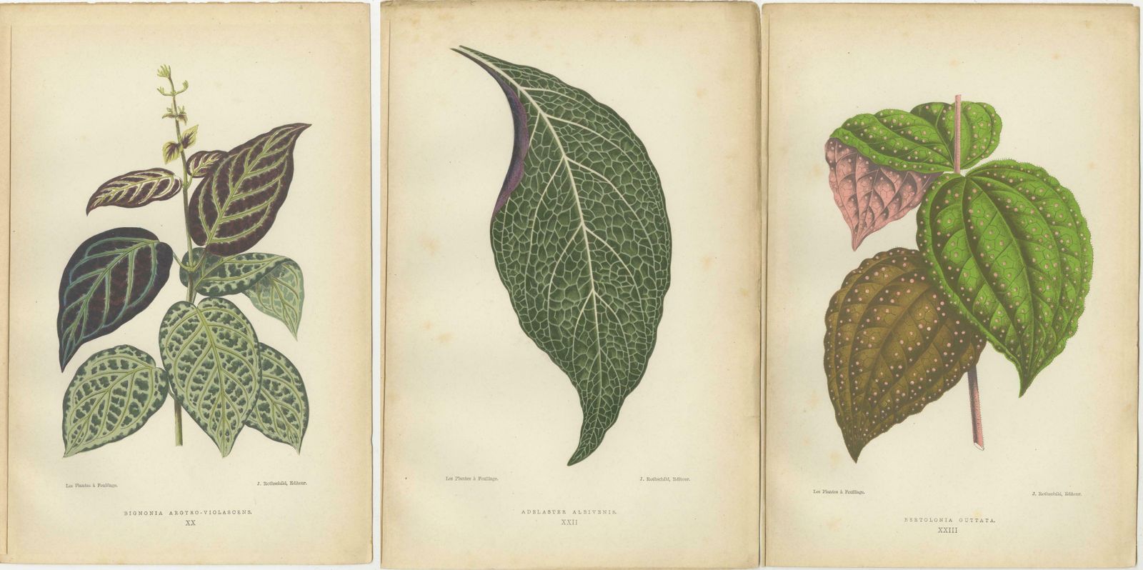 Verdant Variations: A Triptych Of 19th Century Botanical Elegance, 1880 photo 262.0