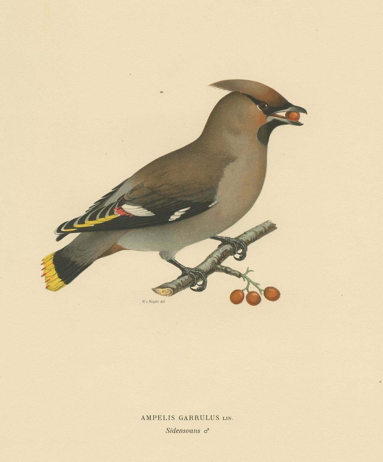 Antique Bird Print Of The Bohemian Waxwing By Von Wright, 1927 photo Art