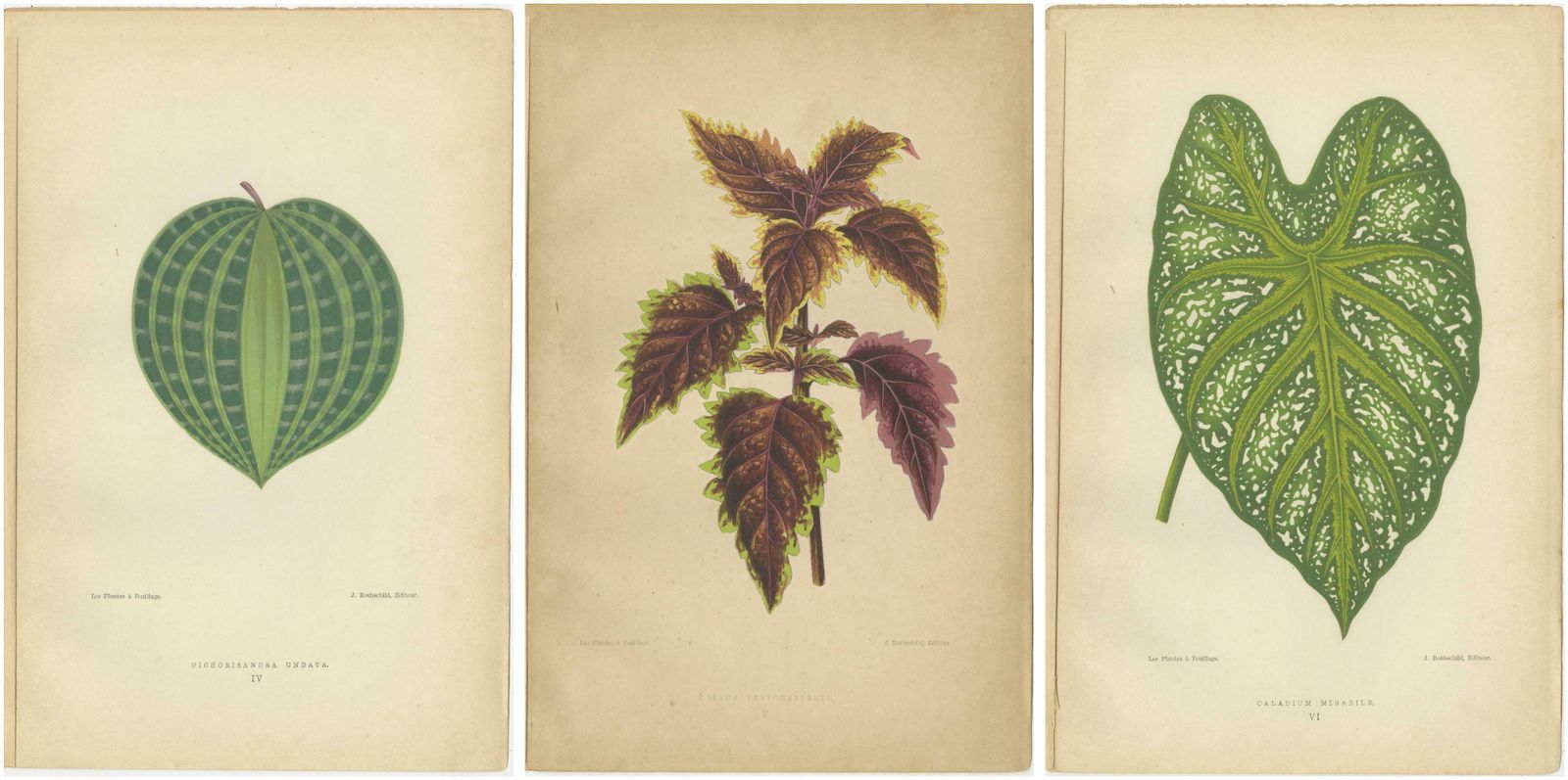 Victorian Elegance: A Trio Of Ornamental Foliage From 1880 Paris photo 262.0