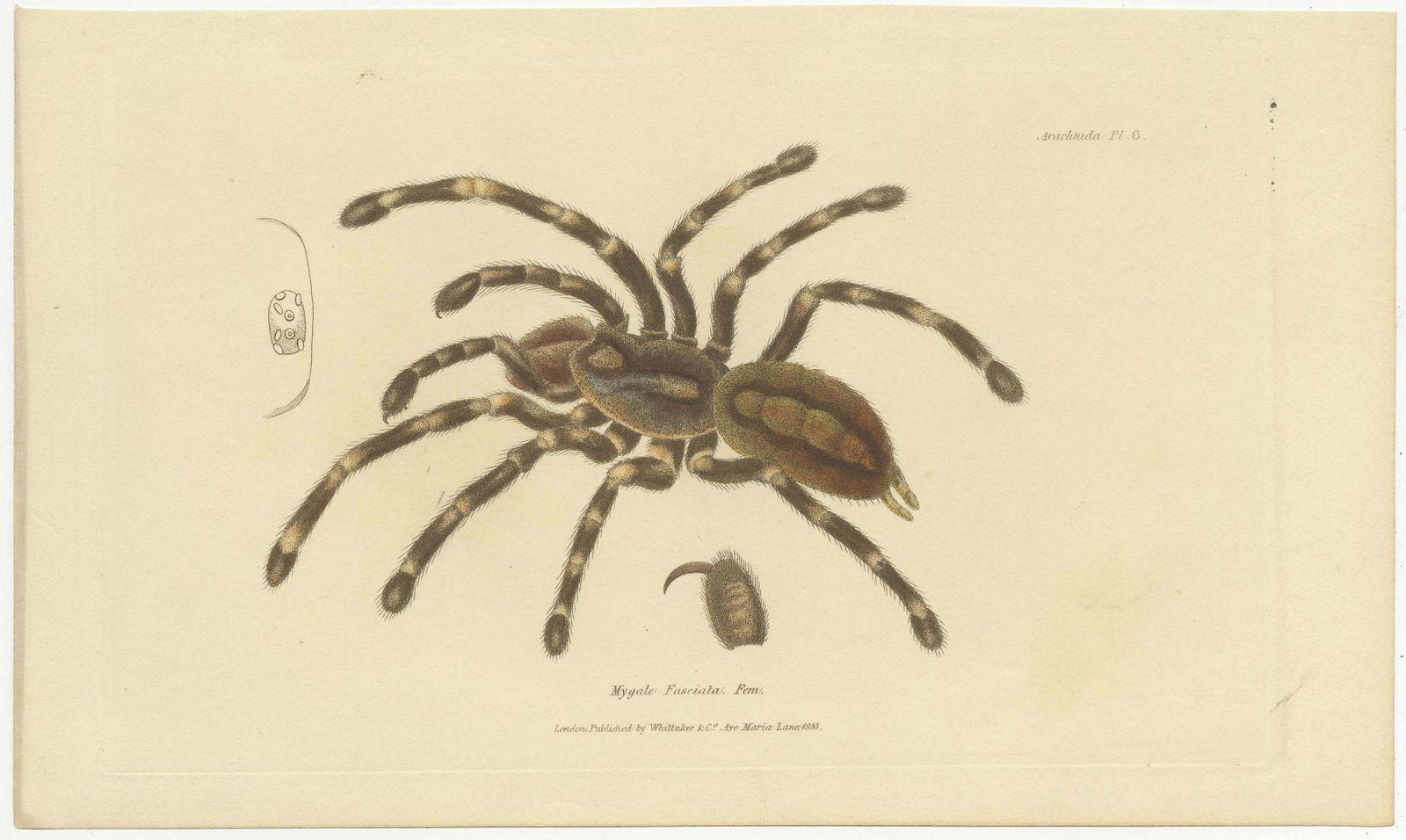 Antique Print Of A Female Sri Lanka Ornamental Tiger Spider Or Tarantula, 1833 photo for sale