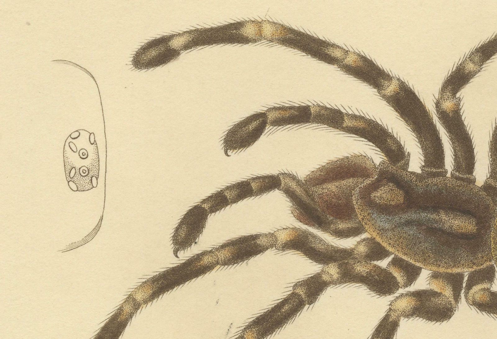 Antique Print Of A Female Sri Lanka Ornamental Tiger Spider Or Tarantula, 1833 photo 372.0