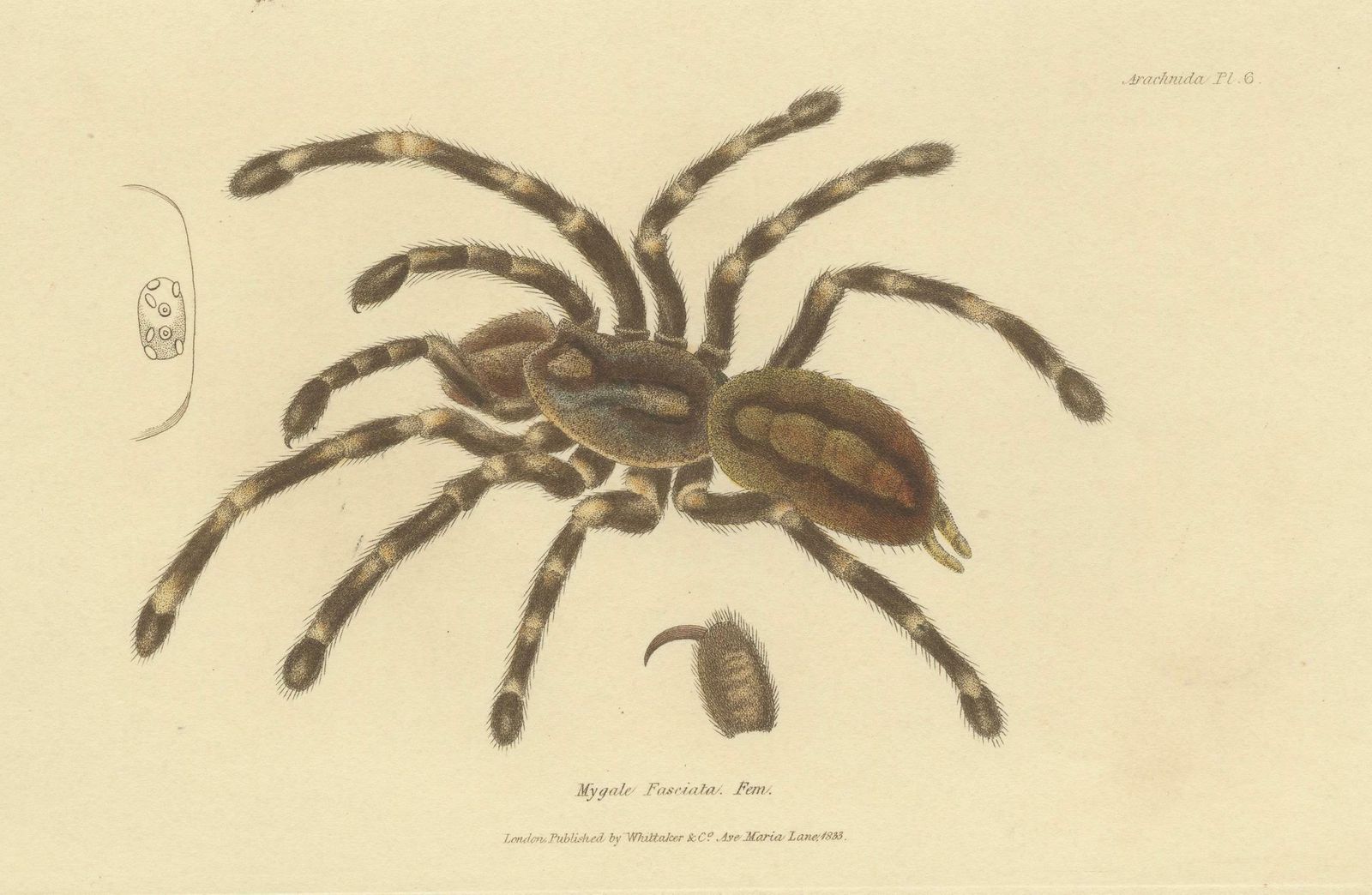 Antique Print Of A Female Sri Lanka Ornamental Tiger Spider Or Tarantula, 1833 photo vinterior