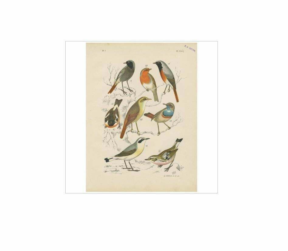 Antique Bird Print Of The Robin, Blue Throat And European Stonechat (1886) photo Art
