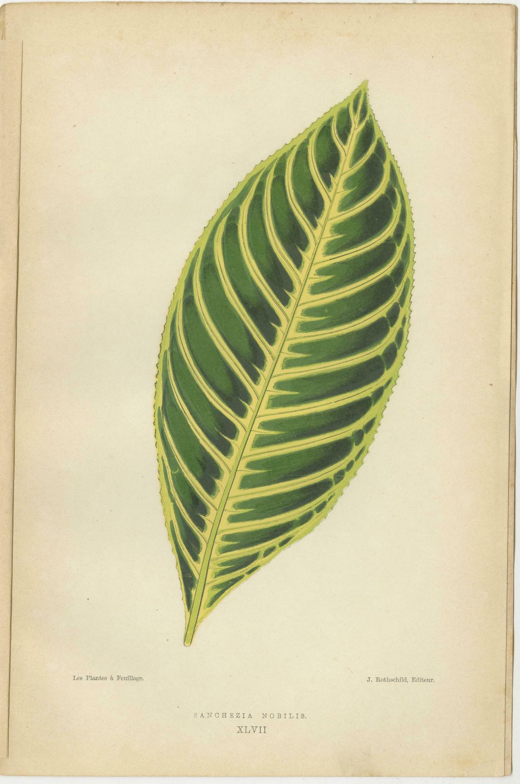 Verdant Elegance: Botanical Artistry From 1880 Paris photo for sale