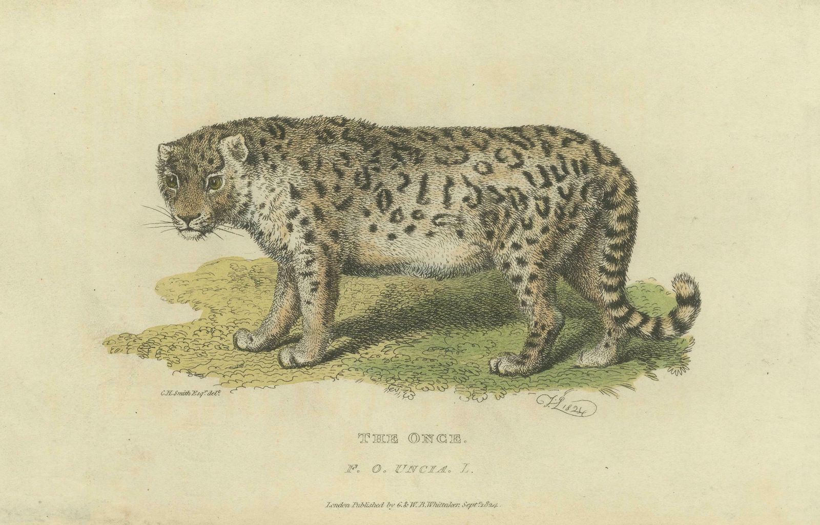 A Hand Colored Illustration Of The Snow Leopard Or Once, 1824 photo 317.0
