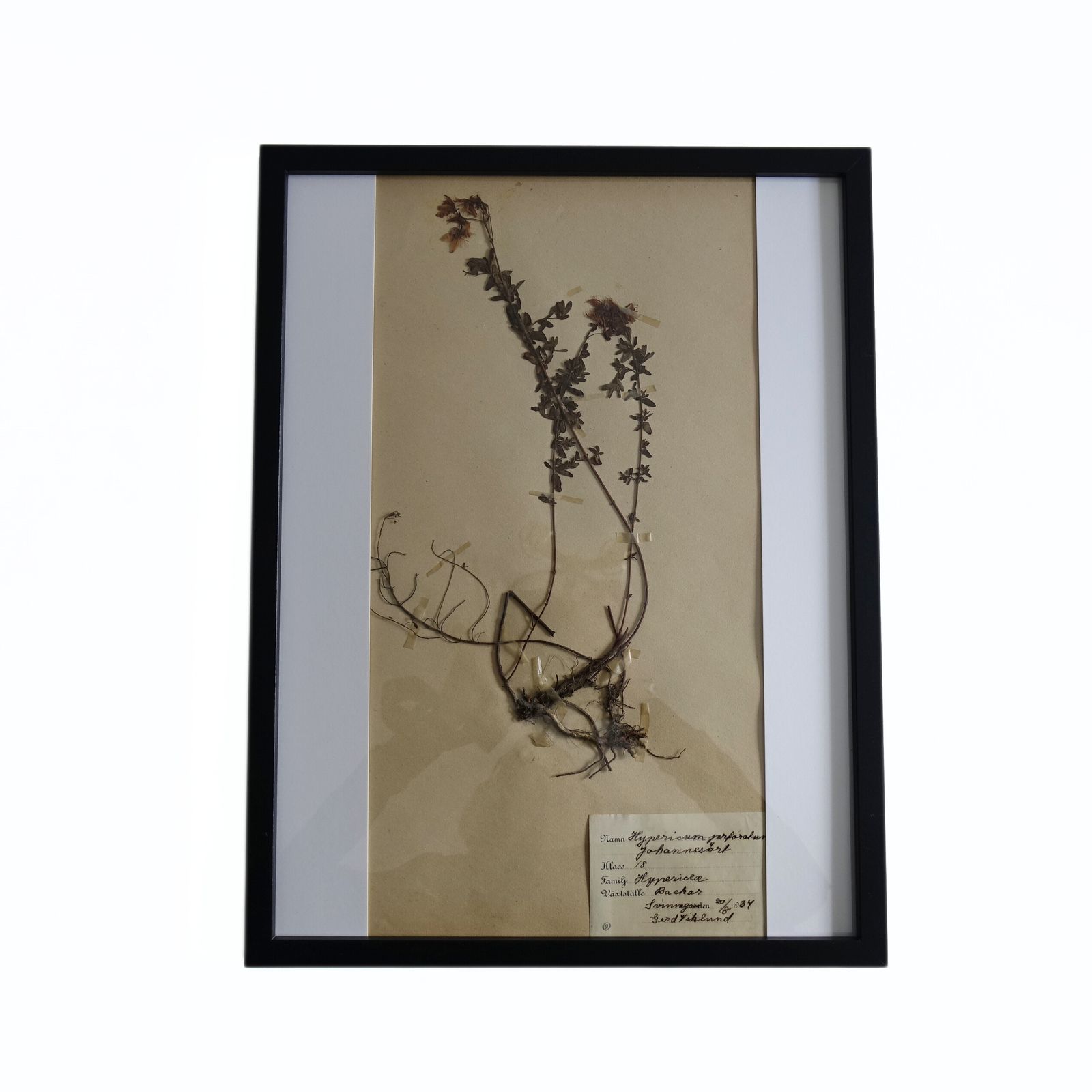 Antique Framed Herbariums. Attributed With Date, Botanist And Location. Sweden